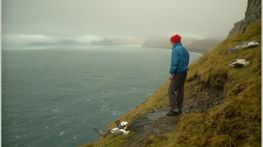 The Island and the Whales