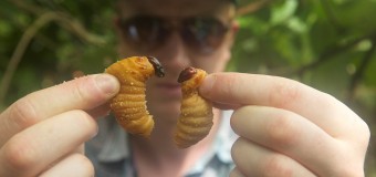 Filmanmeldelse: Bugs – Med larver og græshopper på menukortet
